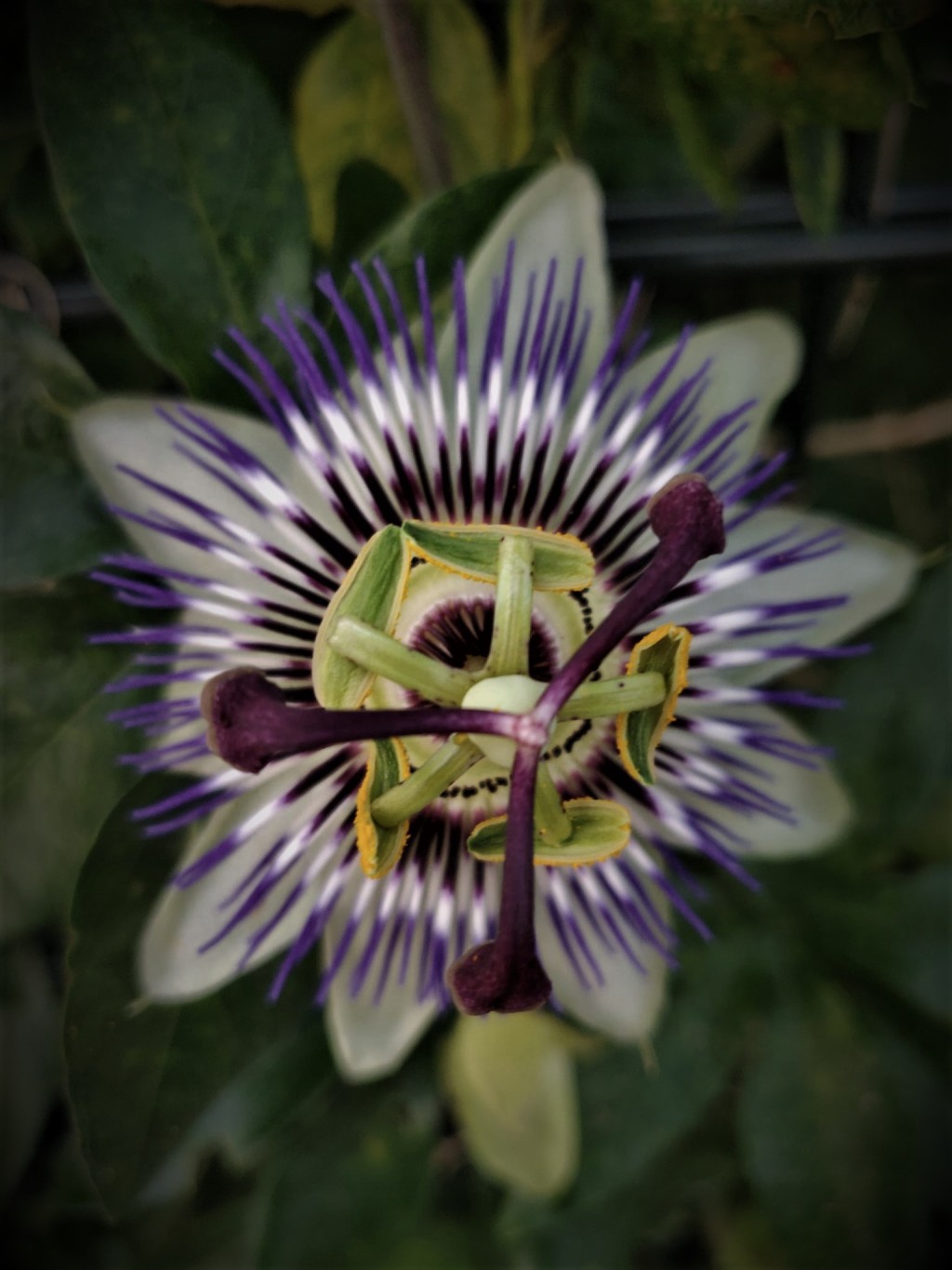 How to grow passion flowers in a cold climate?